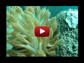 Scuba Dive in Anilao - Underwater Macro Photography, Anilao Muck dive